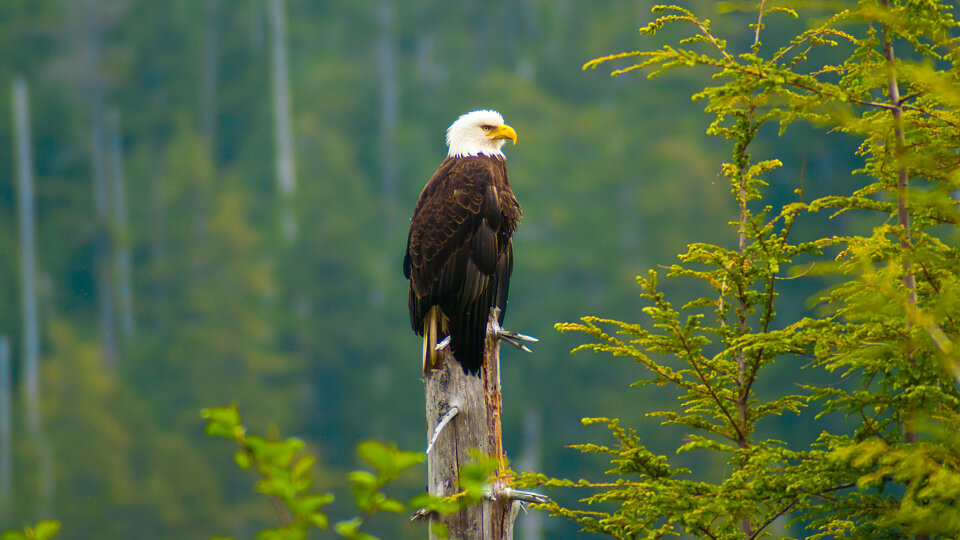 /images/r/alaska_wildlife-1/c960x540g0-218-2048-1370/alaska_wildlife-1.jpg