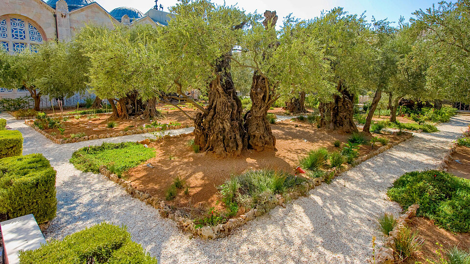 /images/r/garden-of-gethsemane_israel-2/c960x540g1-321-4253-2713/garden-of-gethsemane_israel-2.jpg