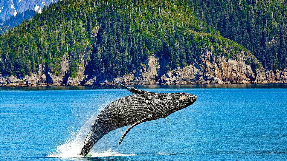 /images/r/humpback-whale-1984341-2/c960x540g0-158-2048-1310/humpback-whale-1984341-2.jpg