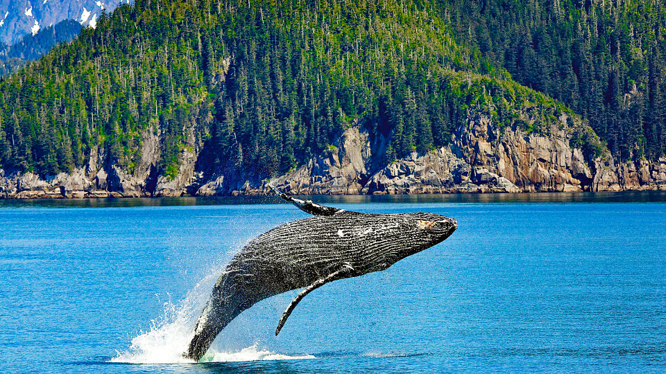 /images/r/humpback-whale-1984341-2/c960x540g0-166-2048-1318/humpback-whale-1984341-2.jpg