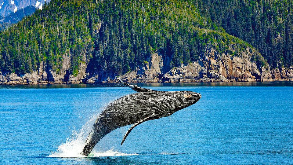 /images/r/humpback-whale-1984341-2/c960x540g0-187-2048-1339/humpback-whale-1984341-2.jpg