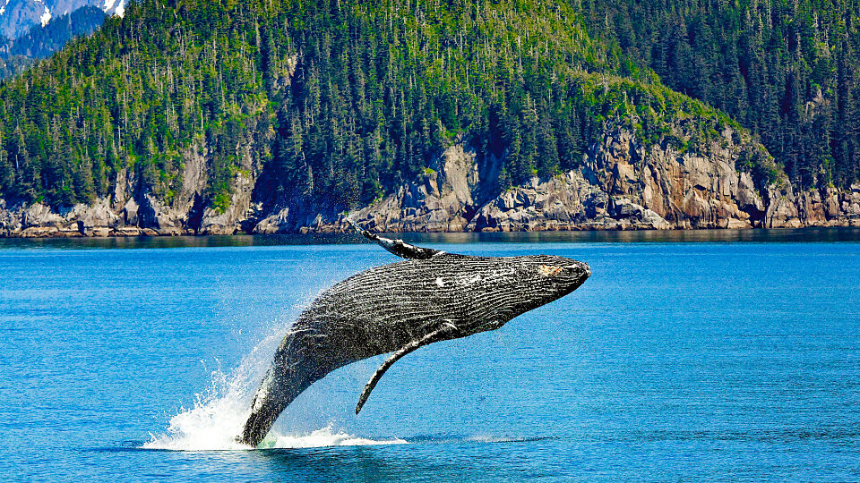 /images/r/humpback-whale-1984341-2/c960x540g0-212-2048-1364/humpback-whale-1984341-2.jpg